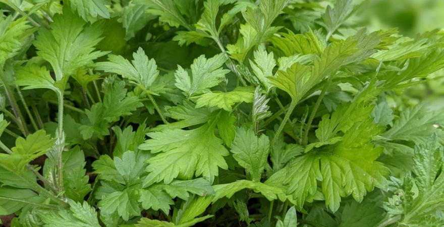 10-Mugwort (よもぎ）