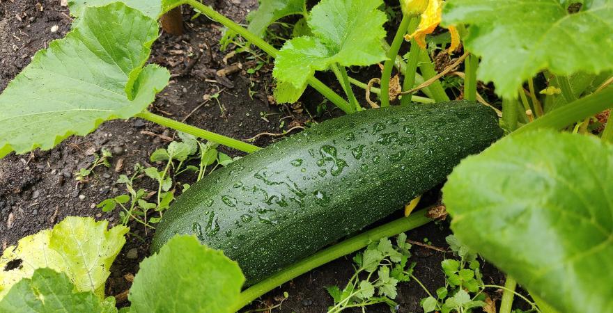 Zucchini plant on the ground.