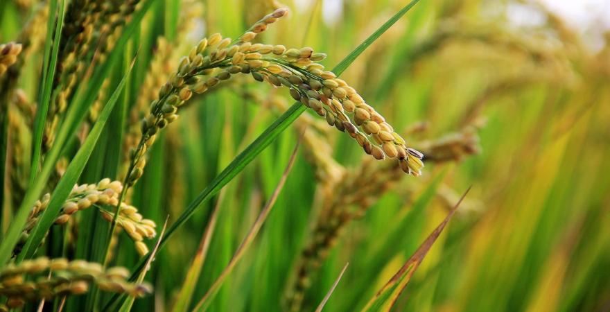 Normal rice (粳米)