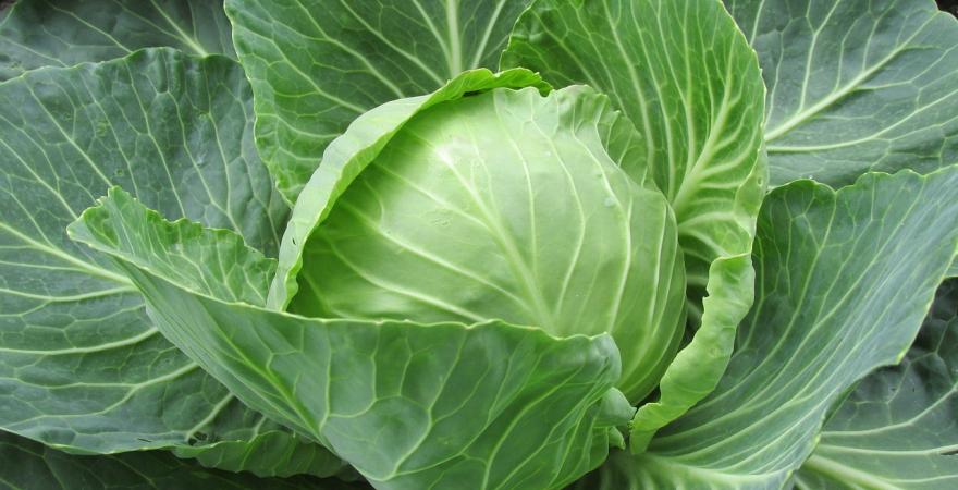 Fresh cabbage in the garden