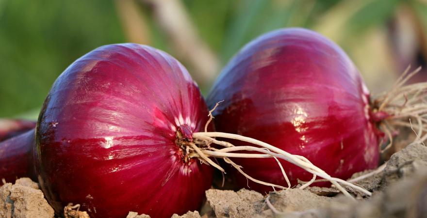 2 onions sitting on the ground