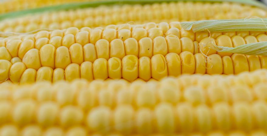 Corn