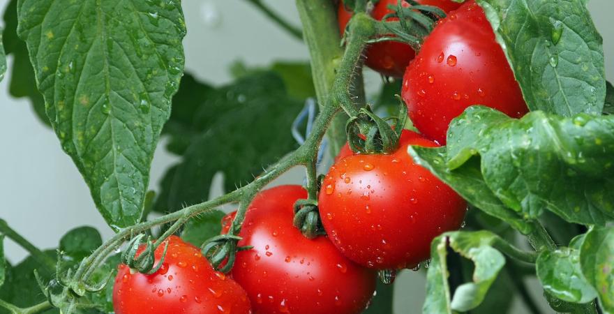 Tomatos on a tomato plant