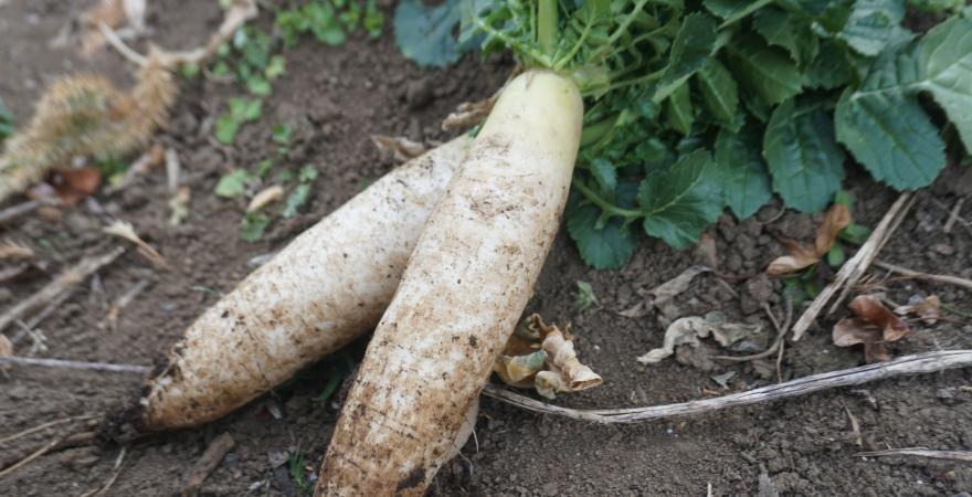 2 daikon raishes on the ground