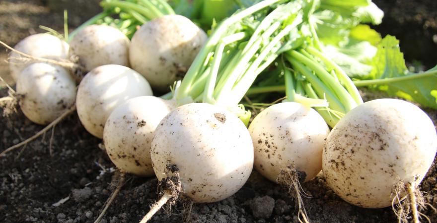 Turnips just digged