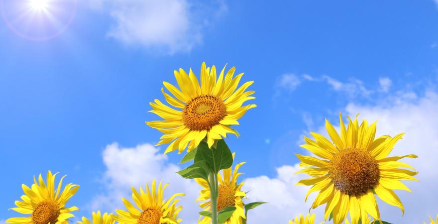 sunflowers facing the sky