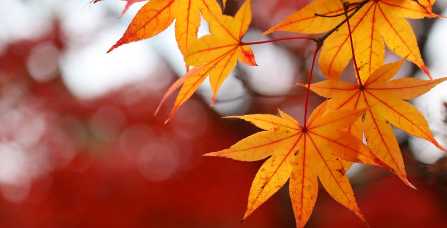 Japanese momiji leaves