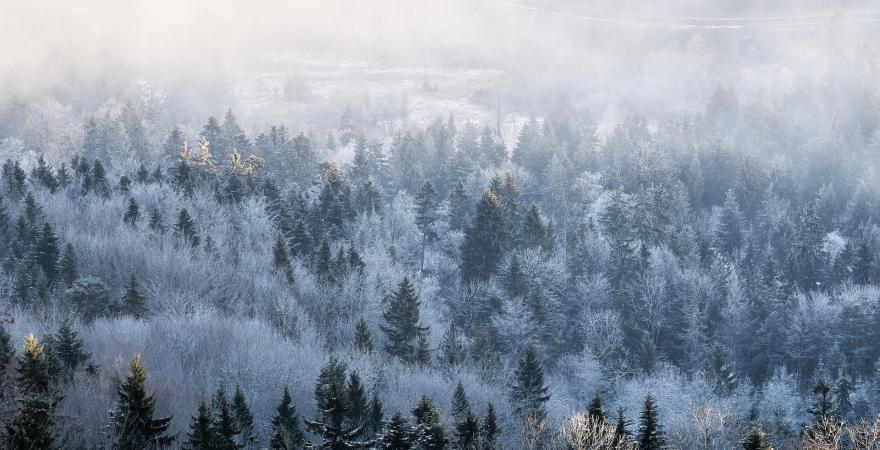 winter forest