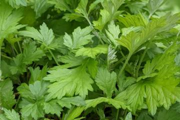 10-Mugwort (よもぎ)