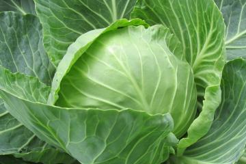 Fresh cabbage in the garden