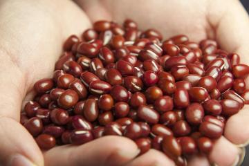 adzuki beans in hands