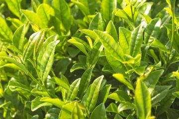 Green tea leaves