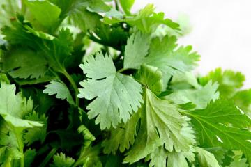 cilantro