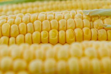 Corn