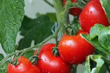 Tomatos on a tomato plant