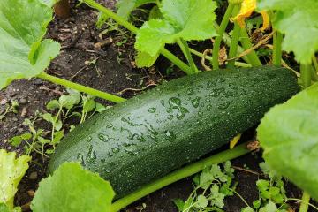 Zucchini plant on the ground.