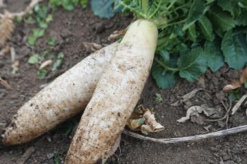 2 daikon raishes on the ground