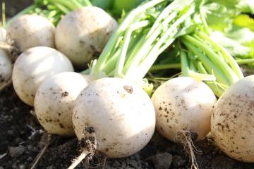 Turnips just digged