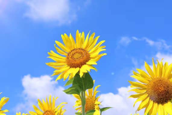 sunflowers facing the sky
