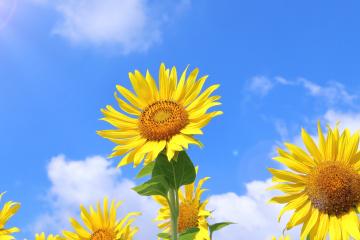 sunflowers facing the sky