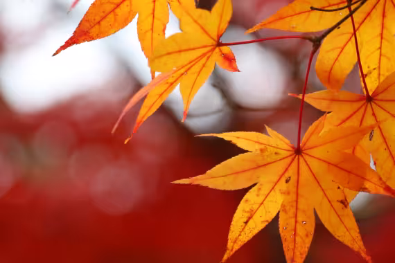Japanese momiji leaves 
