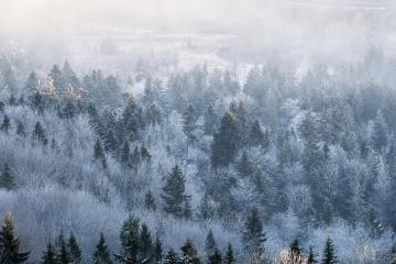 winter forest