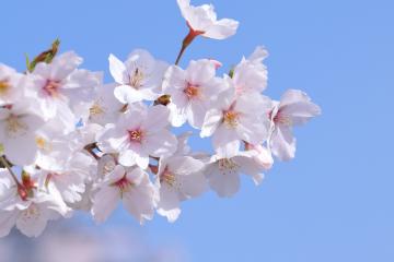 cherry blossoms
